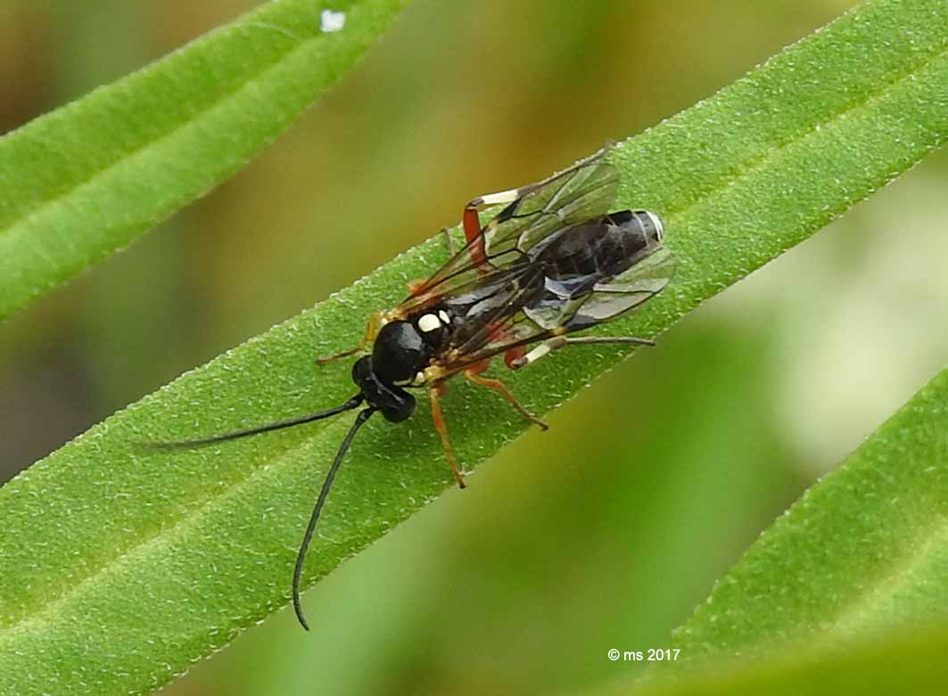 Ichneumonidae: Diplazon cfr. tibiatorius